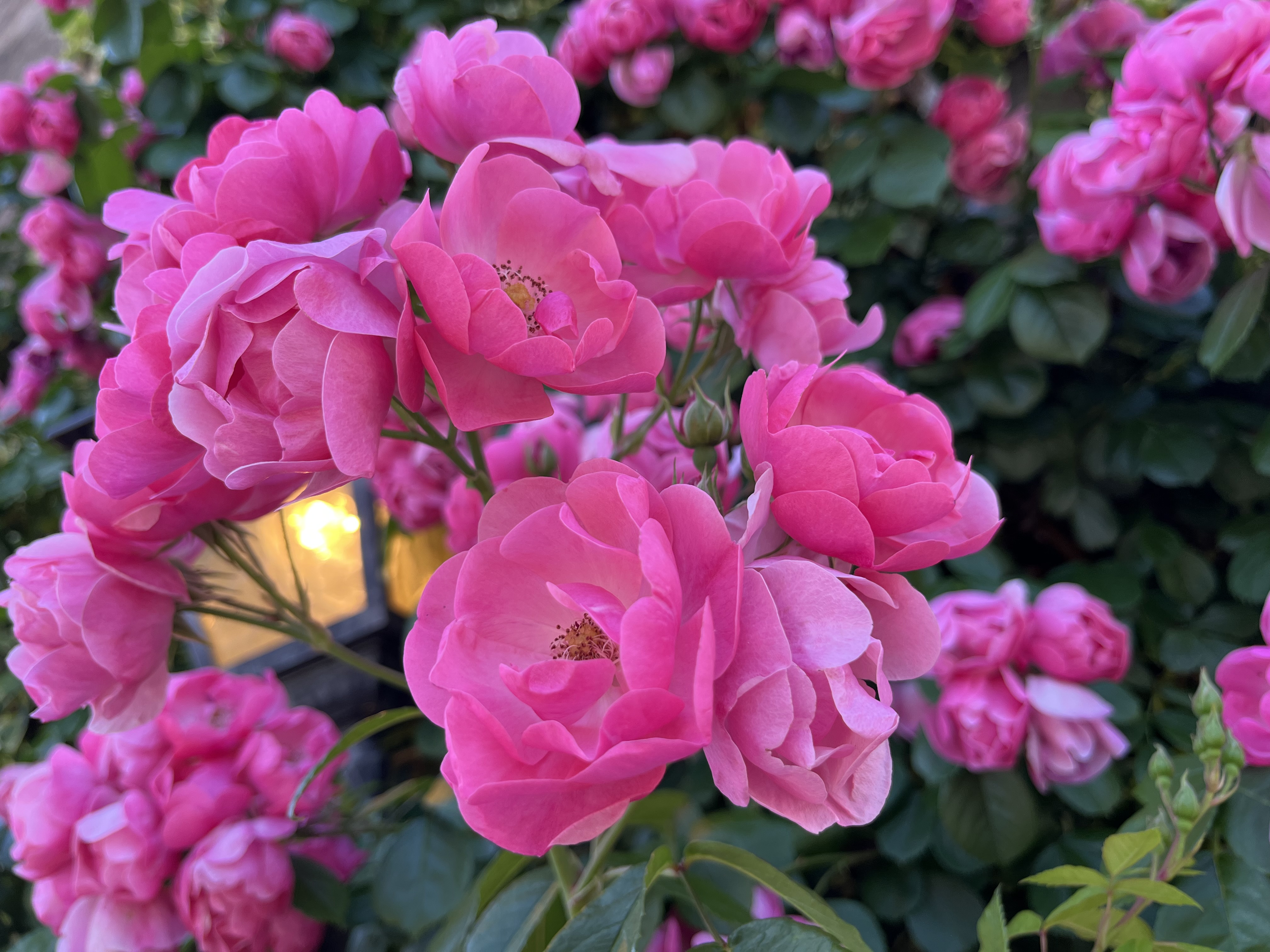 芹沢
